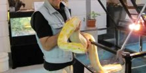 Sandu Moisei, crescătorul reptilelor