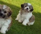 Bichon Maltez jpeg