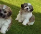 Bichon Maltez jpeg