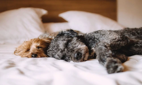 1 81585 original jpg jpeg