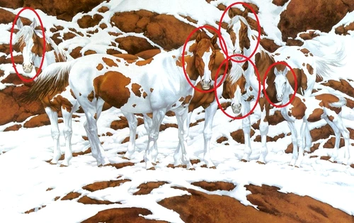 horses jpg jpeg