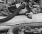 Raţe folosite ca terapie în 1956 jpeg