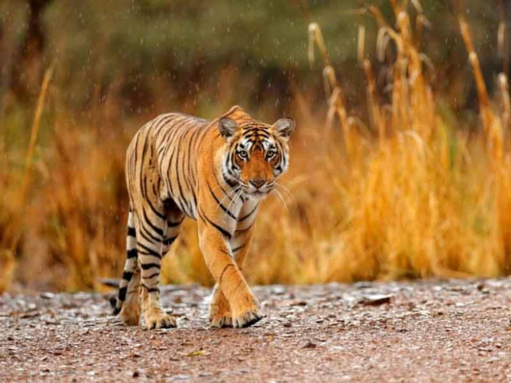 tiger jpg jpeg