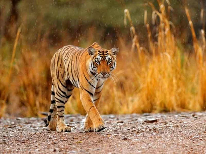 tiger jpg jpeg