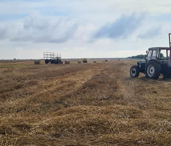 calarasi culturile agricole afectate de vremea extreme foto fac/puiu ilisei