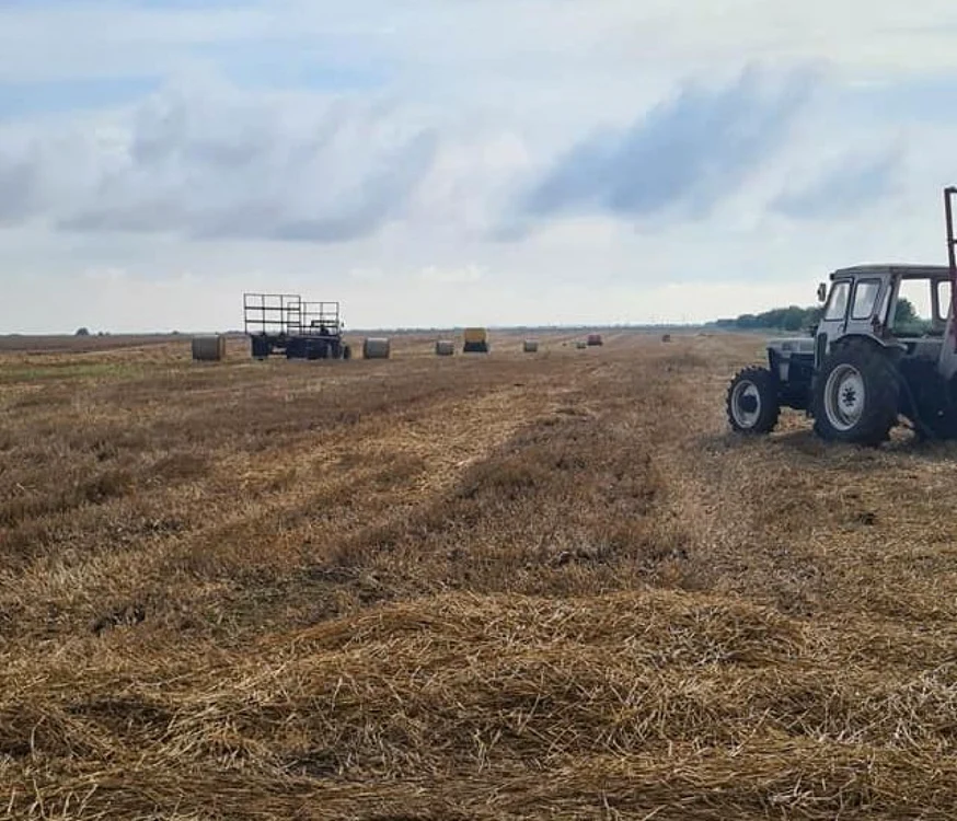 calarasi culturile agricole afectate de vremea extreme foto fac/puiu ilisei