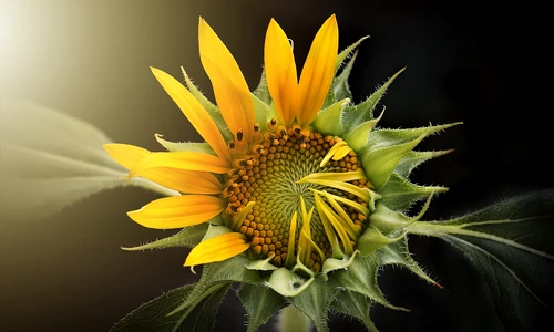 1 82368 original jpg jpeg