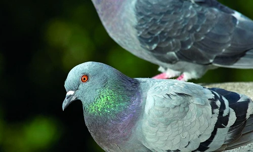 porumbei la pervaz jpeg