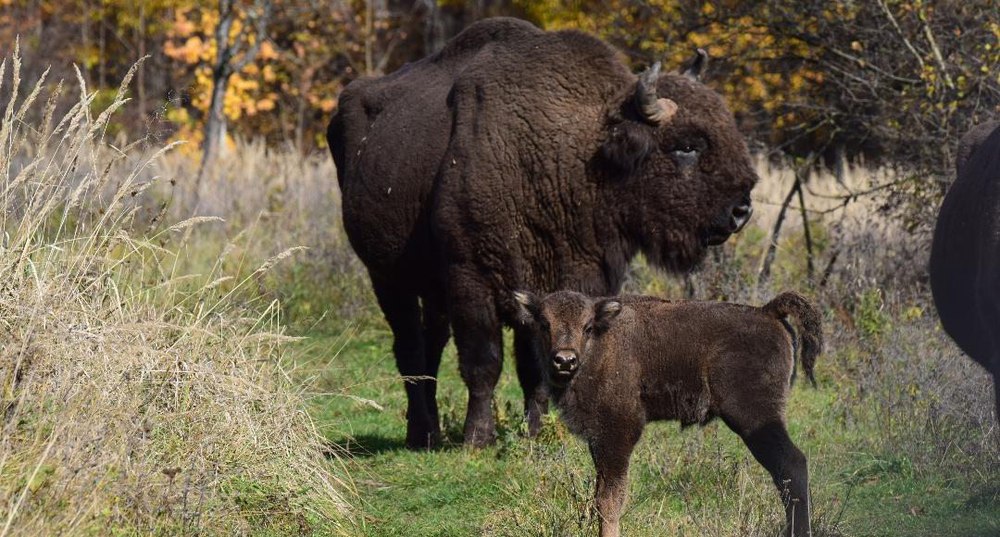 Concurs unic în ţară, la Parcul Natural Vânători Neamţ. O zimbruţă îşi caută numele