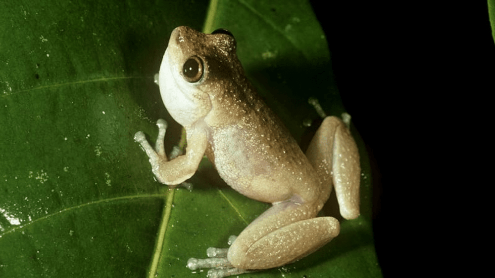 O specie de broască endemică în Australia, declarată dispărută. Schimbările climatice, printre cauzele dispariției