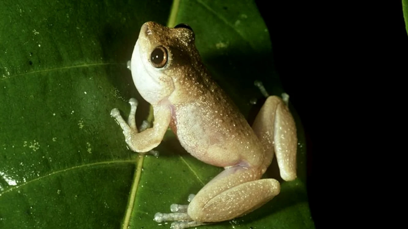 Foto Stephen Richards / frogid.net.au