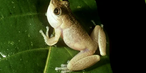 broasca Litoria nyakalensis disparuta foto Stephen Richards frogid.net.au