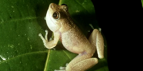 broasca Litoria nyakalensis disparuta foto Stephen Richards frogid.net.au