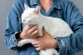 close up cat sitting owner arms jpg