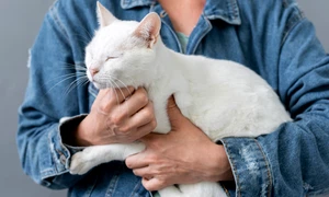 close up cat sitting owner arms jpg