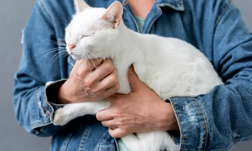 close up cat sitting owner arms jpg