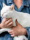 close up cat sitting owner arms jpg