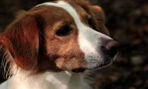 hrana uscata caini jpg