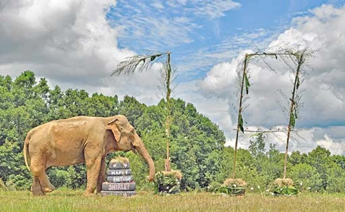 
    Shirley, pachidermul  care a trăit cel mai  mult în captivitatefoto: guliver/splashnews  