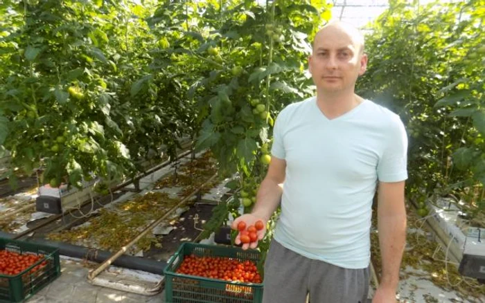 Roşiile care cresc în serele familiei Cotoi sunt foarte apreciate în supermarketuri Sursa foto: adevarul.ro