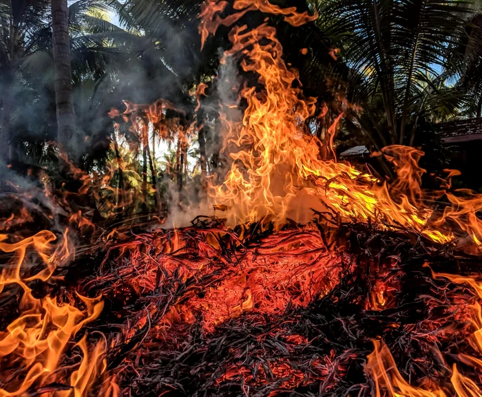 Incendiile de pădure au afectat părți din Portugalia. FOTO: Pexels