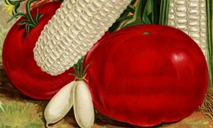 De la roșia organică la corpul bio jpeg