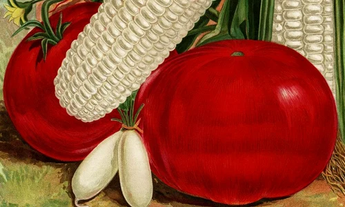 De la roșia organică la corpul bio jpeg
