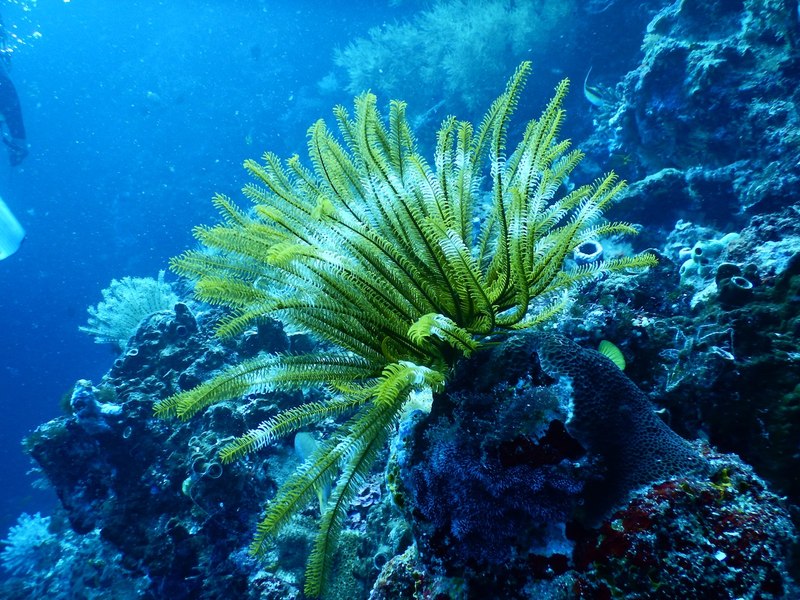 A fost descoperit un nou virus în celebra Groapă a Marianelor. Este primul găsit la o adâncime atât de mare