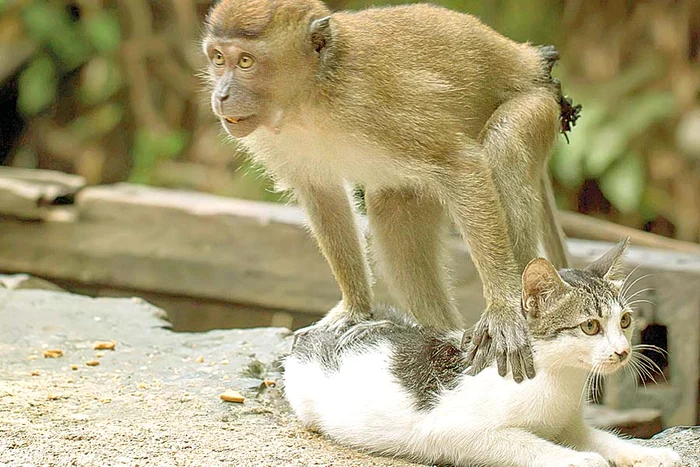 “Şalele astea mă omoară cu zile!” (Fotografii: Guliver/Rexfeatures)