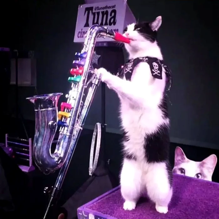 Jax este saxofonist (Foto: Instagram)
