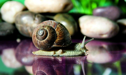 1 69000 original jpg jpeg