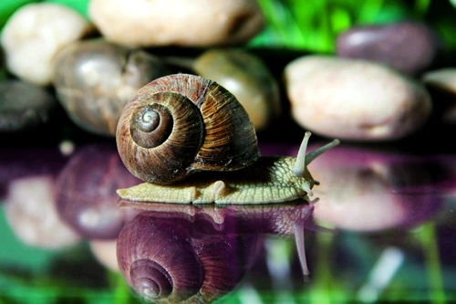 1 69000 original jpg jpeg