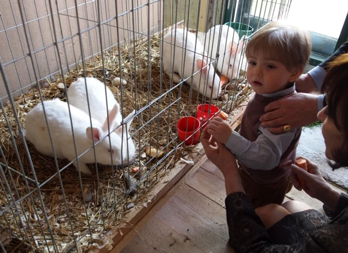 Carol Ferdinand a hrănit iepuraşii