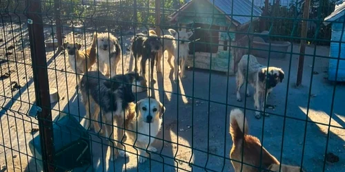 câini ținuți în condiții inumane FOTO IPJ GIURGIU(size) jpg
