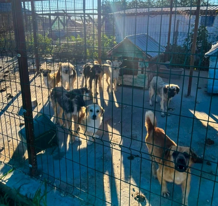 foto câini ținuți în condiții mizere giurgiu