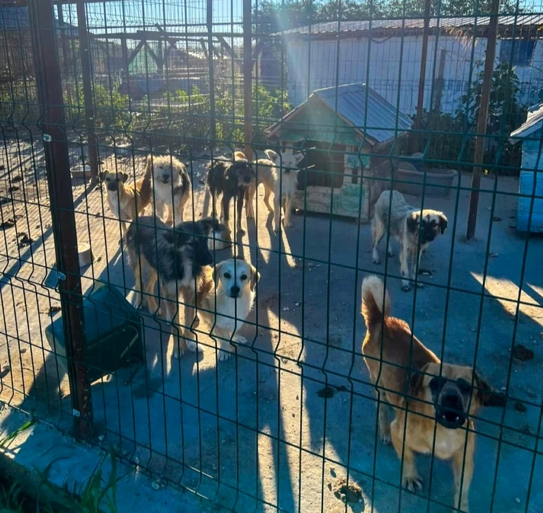 foto câini ținuți în condiții mizere giurgiu