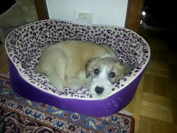 Catelul pe care vor sa-l dea Andrei Pavel si Tamira Paszek spre adoptie are niste ochi dupa care te topesti