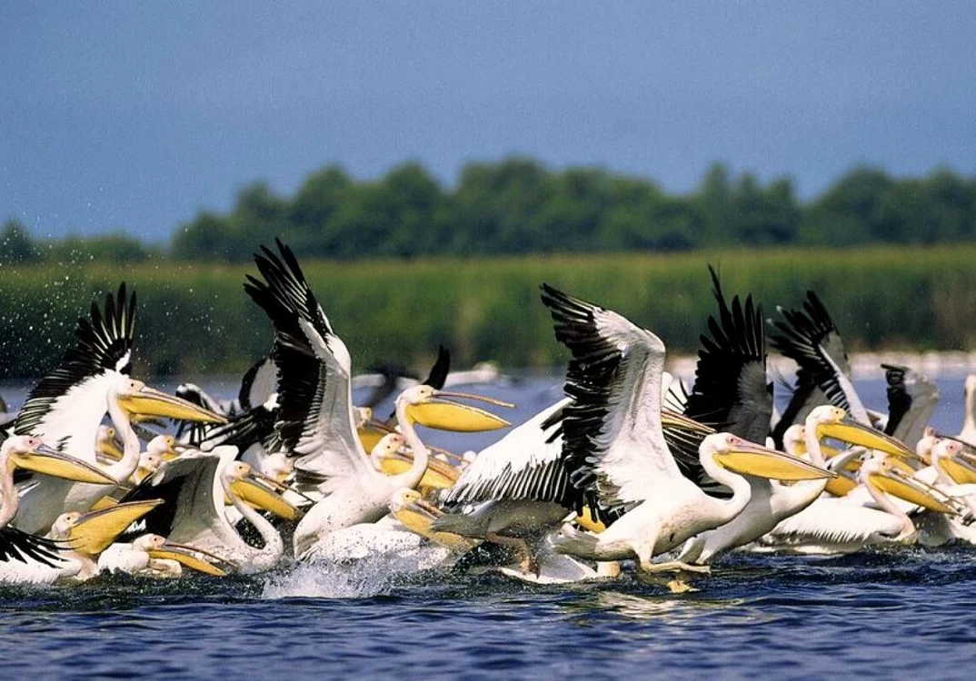 Colţ unic FOTO Rezervaţia Delta Dunării