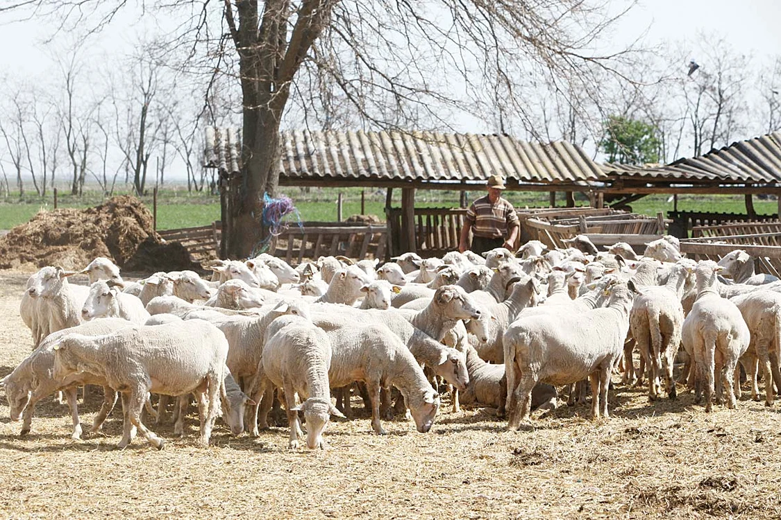 Crescătorii de oi au rămas cu sute de animale nevândute în urma embargoului țărilor arabe