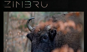 Zimbru artwork 2026 jpeg