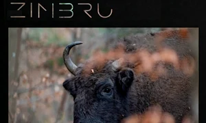 Zimbru artwork 2026 jpeg