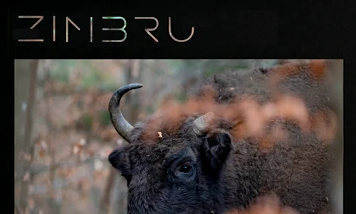 Zimbru artwork 2026 jpeg