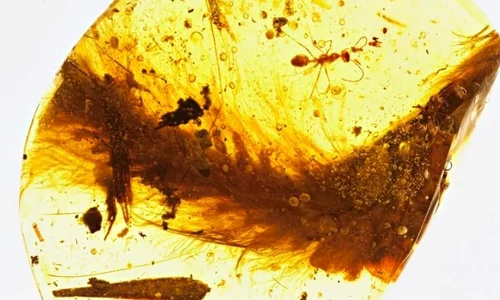 A fost descoperită pentru prima dată coada unui dinozaur cu pene jpeg