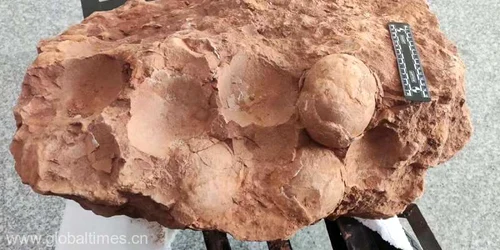 Ouă de dinozaur cu o vechime de 80 de milioane de ani, descoperite în centrul Chinei FOTO GLOBALTIMES CN jpeg