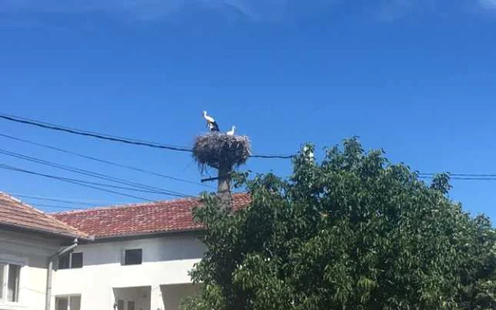 Oamenii susţin că berzele aduc noroc 