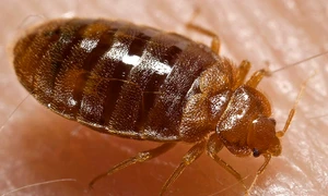 Plosnita Foto Wikipedia jpg