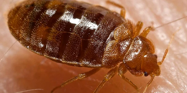 Plosnita  Foto Wikipedia jpg