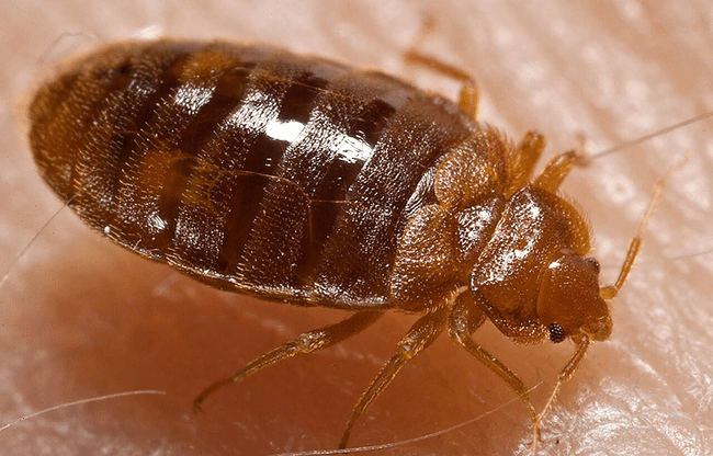 Cum arată mușcătura de ploșniță și ce poți face dacă găsești insecta în casă. Semnele care nu trebuie ignorate
