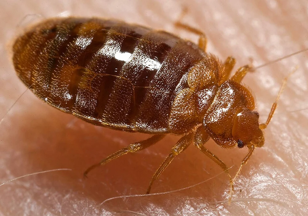Cum arată mușcătura de ploșniță și ce poți face dacă găsești insecta în casă. Semnele care nu trebuie ignorate