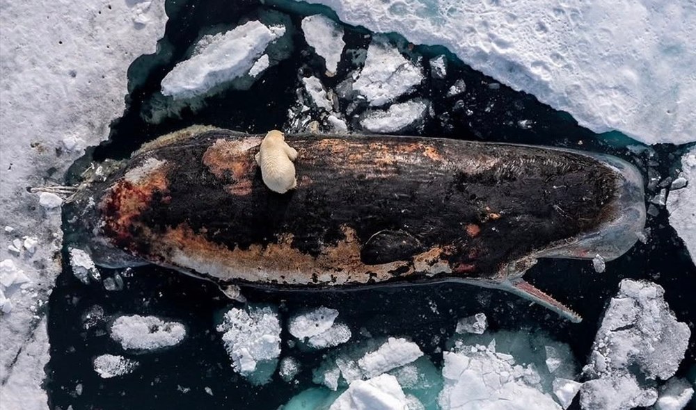 Imagini rare în Arctica: un fotograf a surprins momentul în care un urs polar mânca dintr-o balenă 